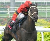 Feisty Leo on his way to his third success on the trot at Kranji.<br>Photo by Singapore Turf Club